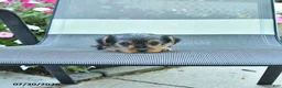 Yorkshire Terrier dogs for sale: Jill - Ad 4