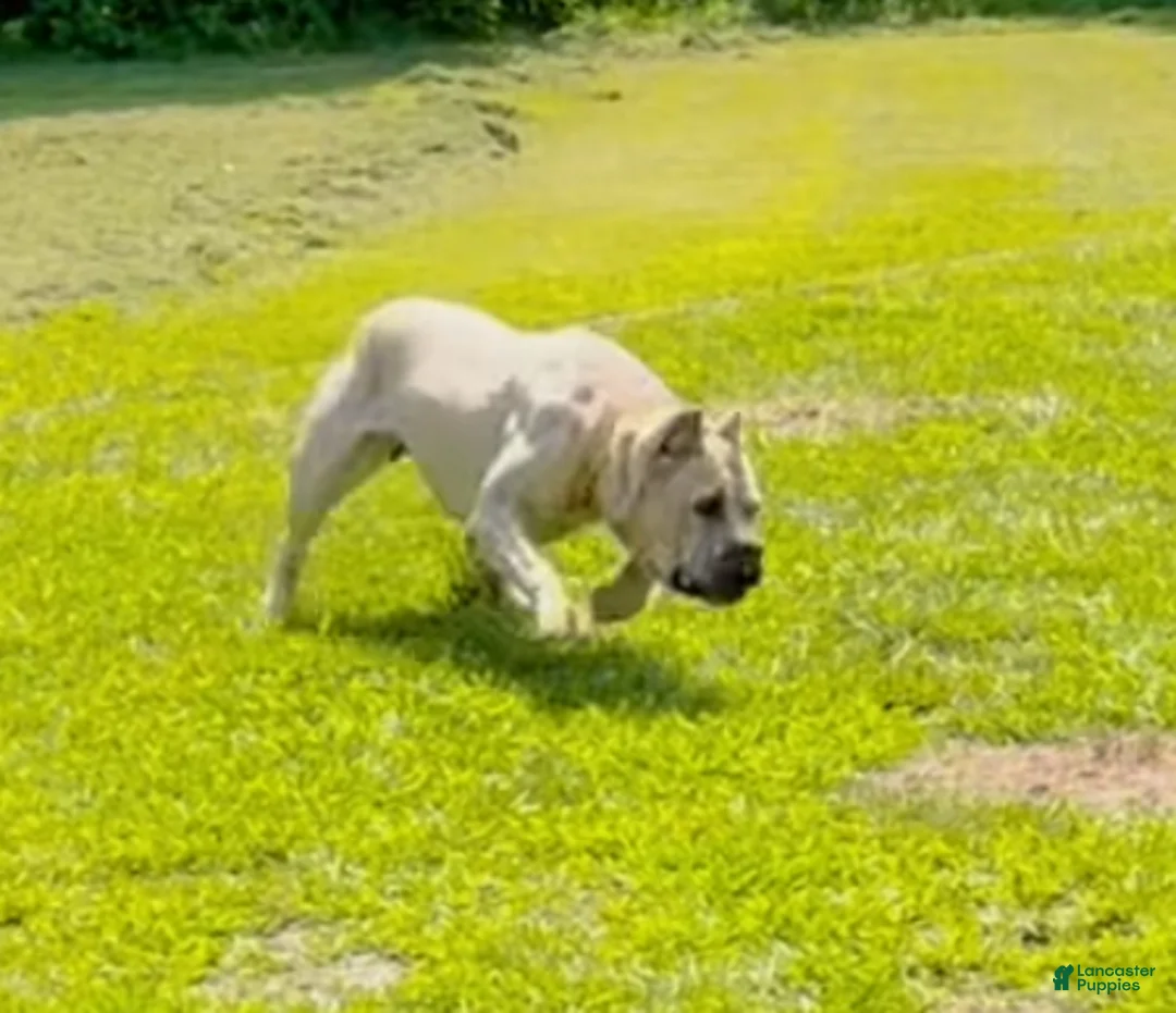 Cane Corso dogs for sale: Markavelis OG118 - Ad 2