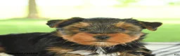 Yorkshire Terrier dogs for sale: Hammie - Ad 4