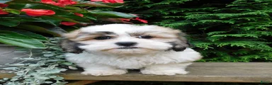 Chief