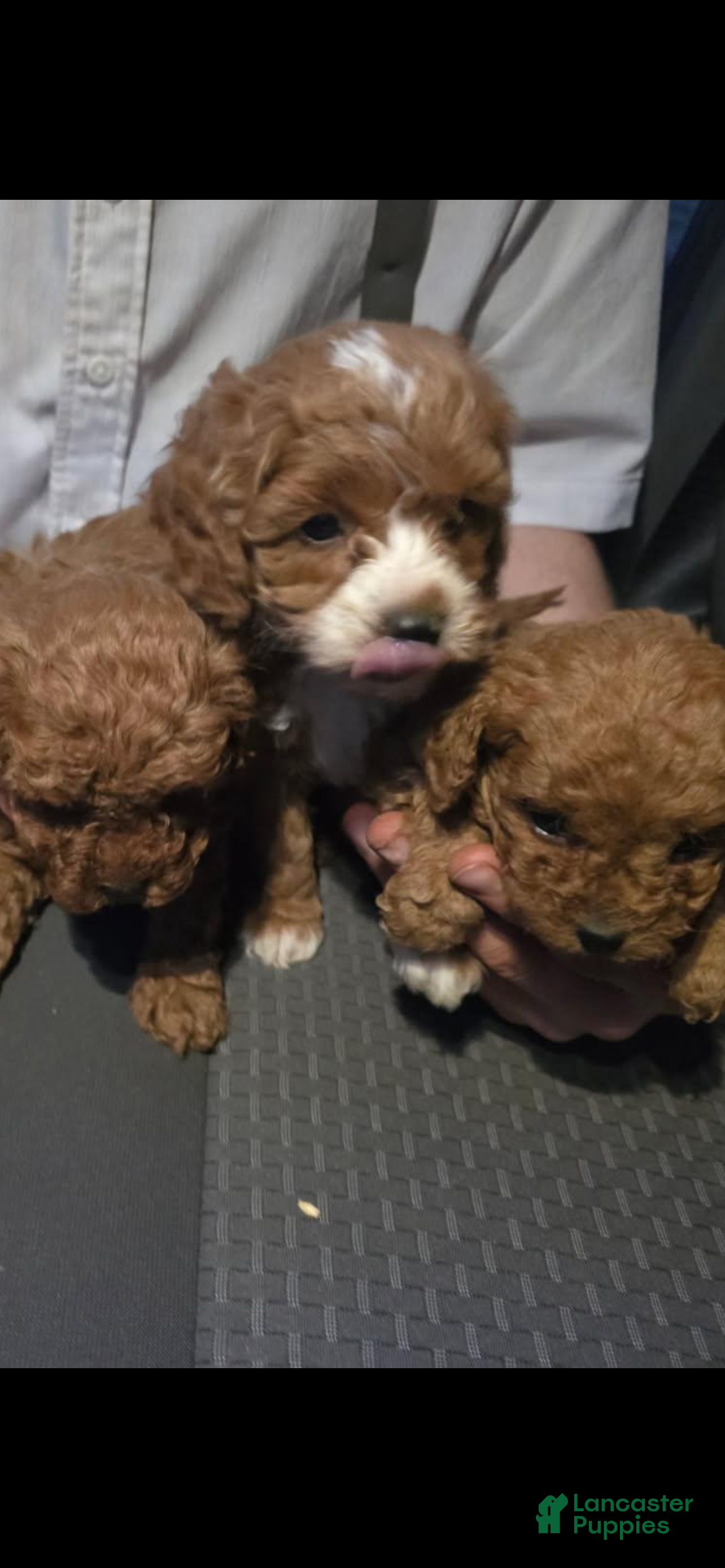 Cockapoo dogs Cockapoo Puppy 1. Sweetie - Ad 14