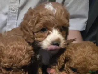 Cockapoo dogs Cockapoo Puppy 1. Sweetie - Ad 27