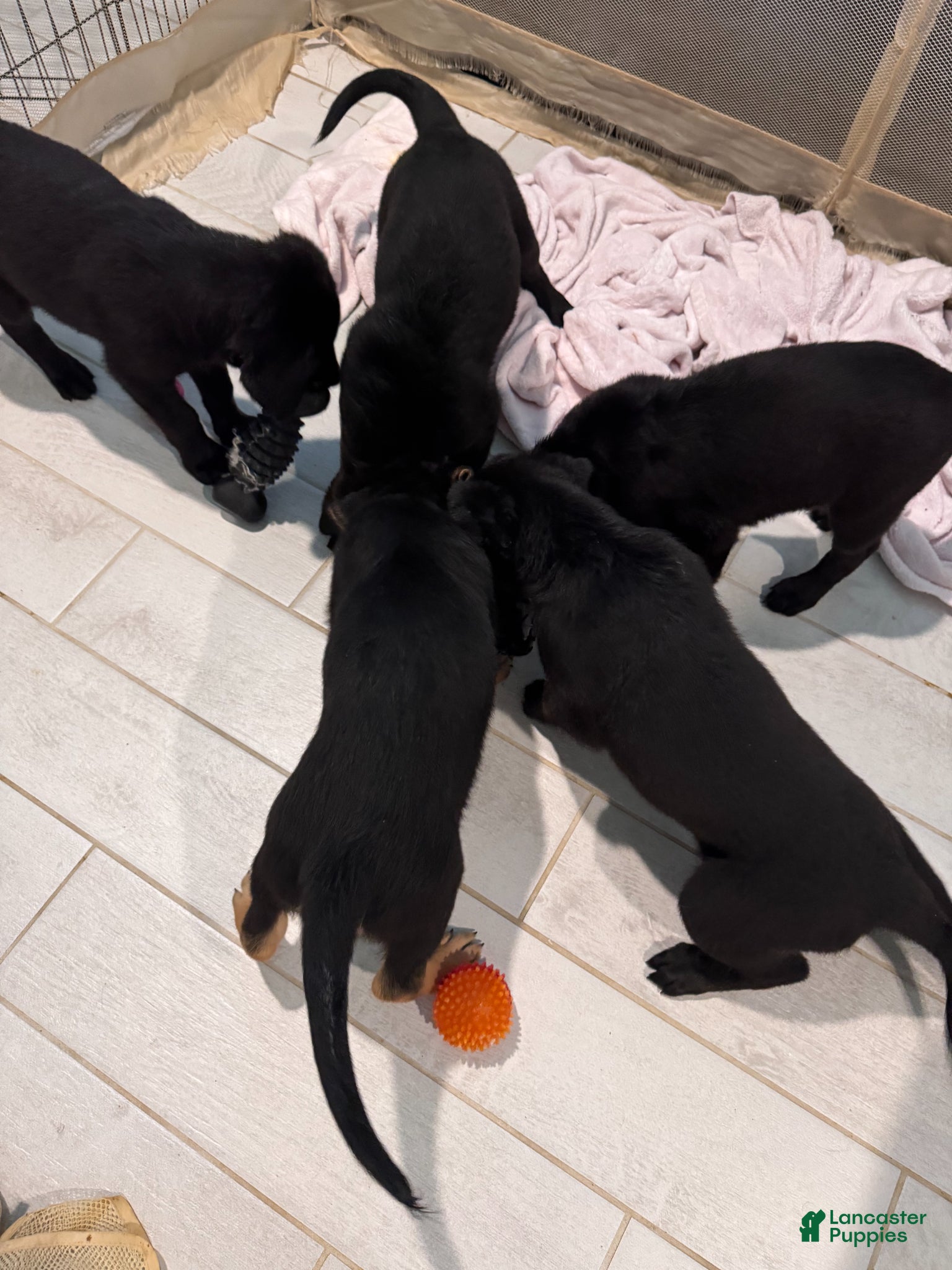 Mixed Breed dogs Mixed Breed Puppy 2 - Ad 8