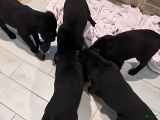 Mixed Breed dogs Mixed Breed Puppy 2 - Ad 13