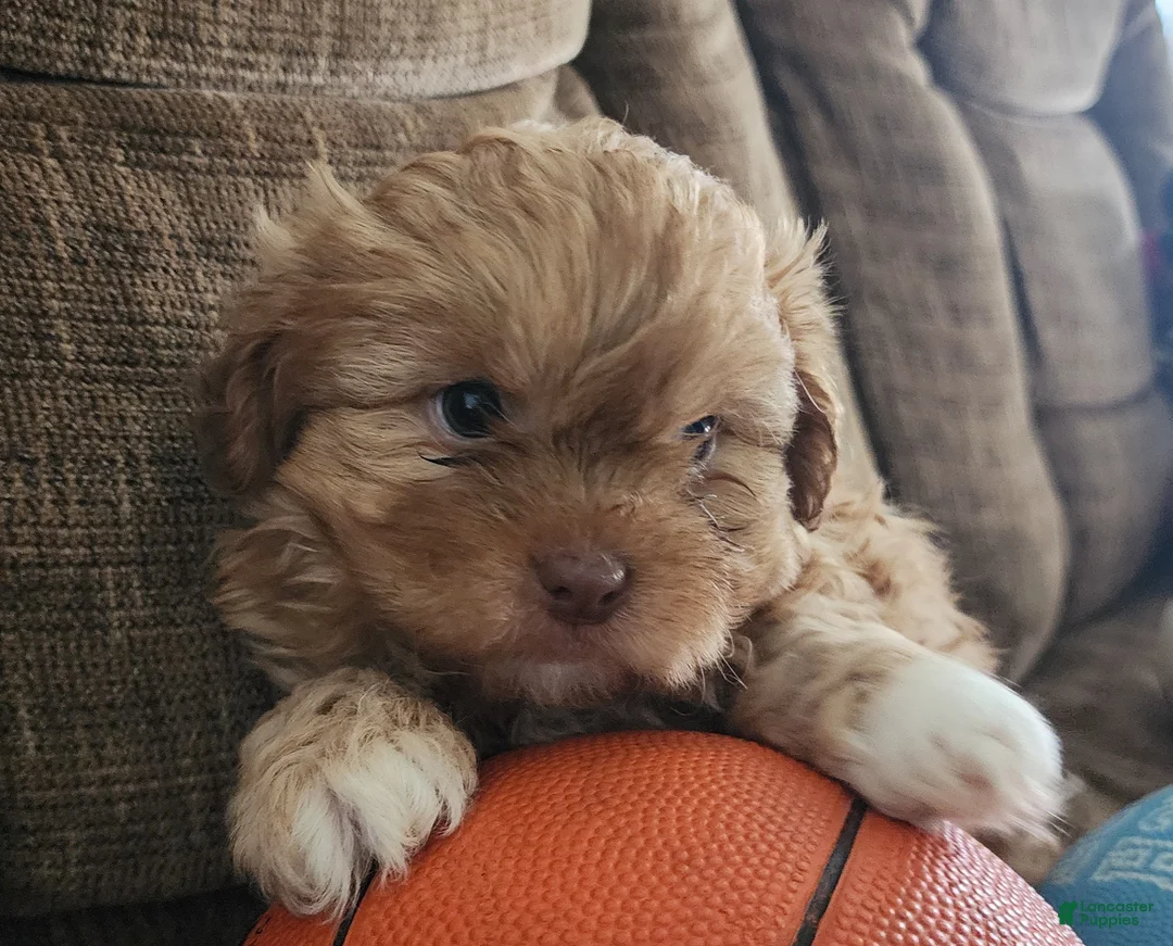 Shihpoo dogs for sale: HADES - Ad 1