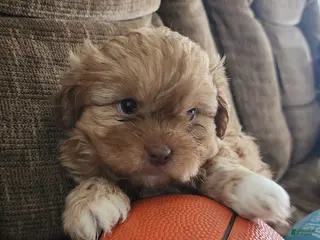 Shihpoo dogs HADES - Ad 40