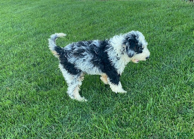 Doodle / designer cross (Doodle / designer cross, Male) in Quarryville, PA