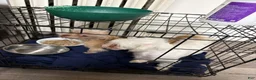 Mixed Breed dogs for sale: Chanel - Ad 2