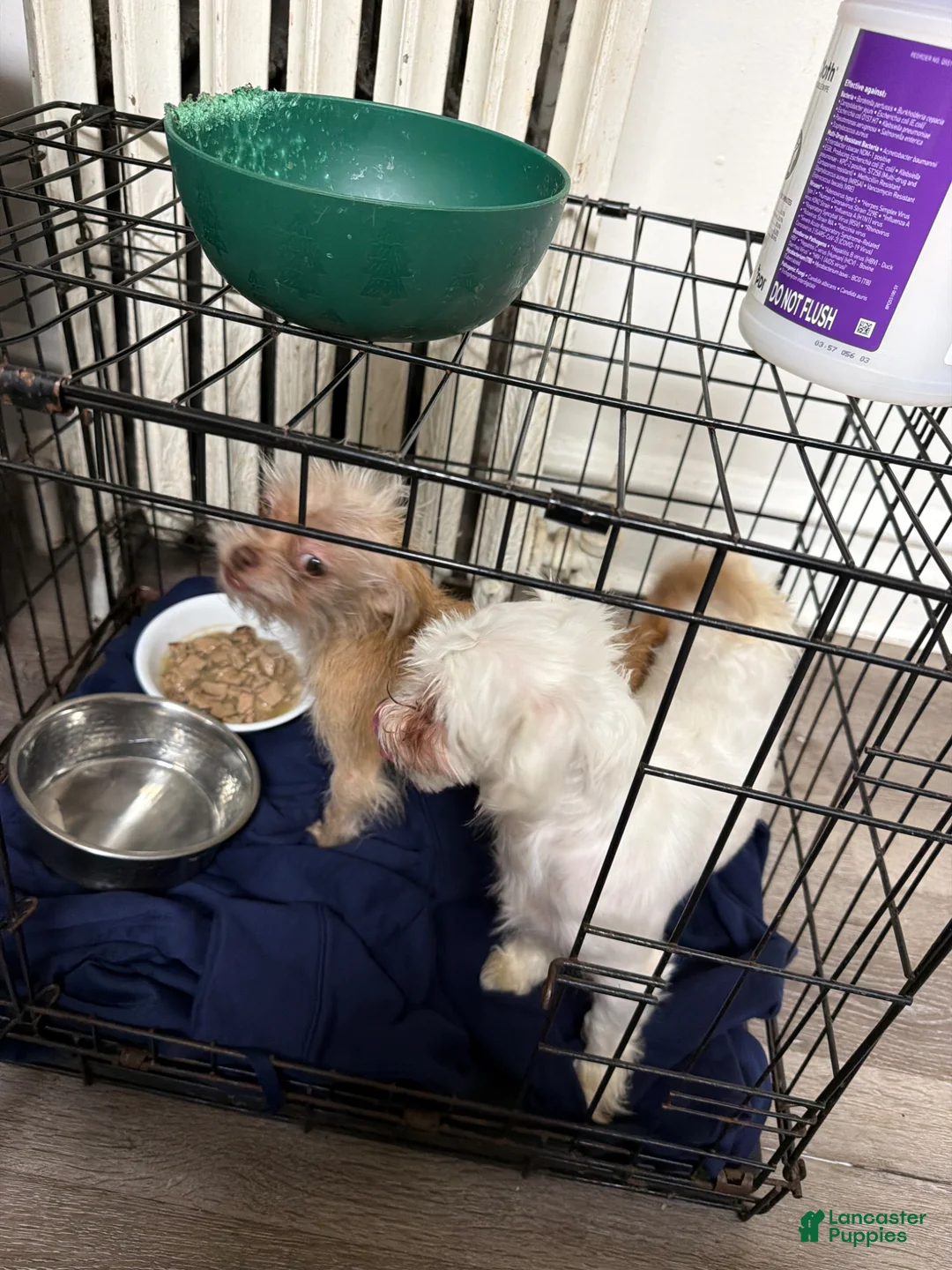 Mixed Breed dogs for sale: Chanel - Ad 2