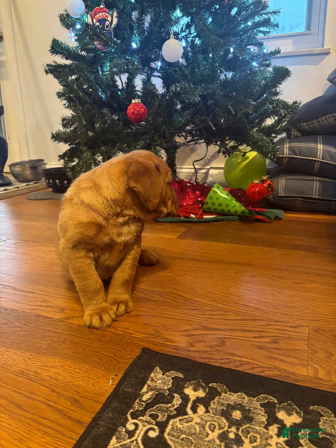 Dogue De Bordeaux dogs for sale: Dogue De Bordeaux Puppy 5 - Ad 35