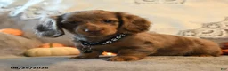 Dachshund dogs for sale: Patsy - Ad 3