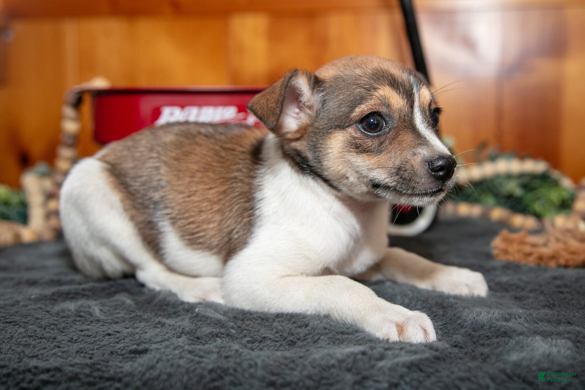 Chihuahua dogs Archie - Ad 2