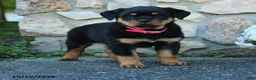 Rottweiler dogs for sale: Evie - Ad 3