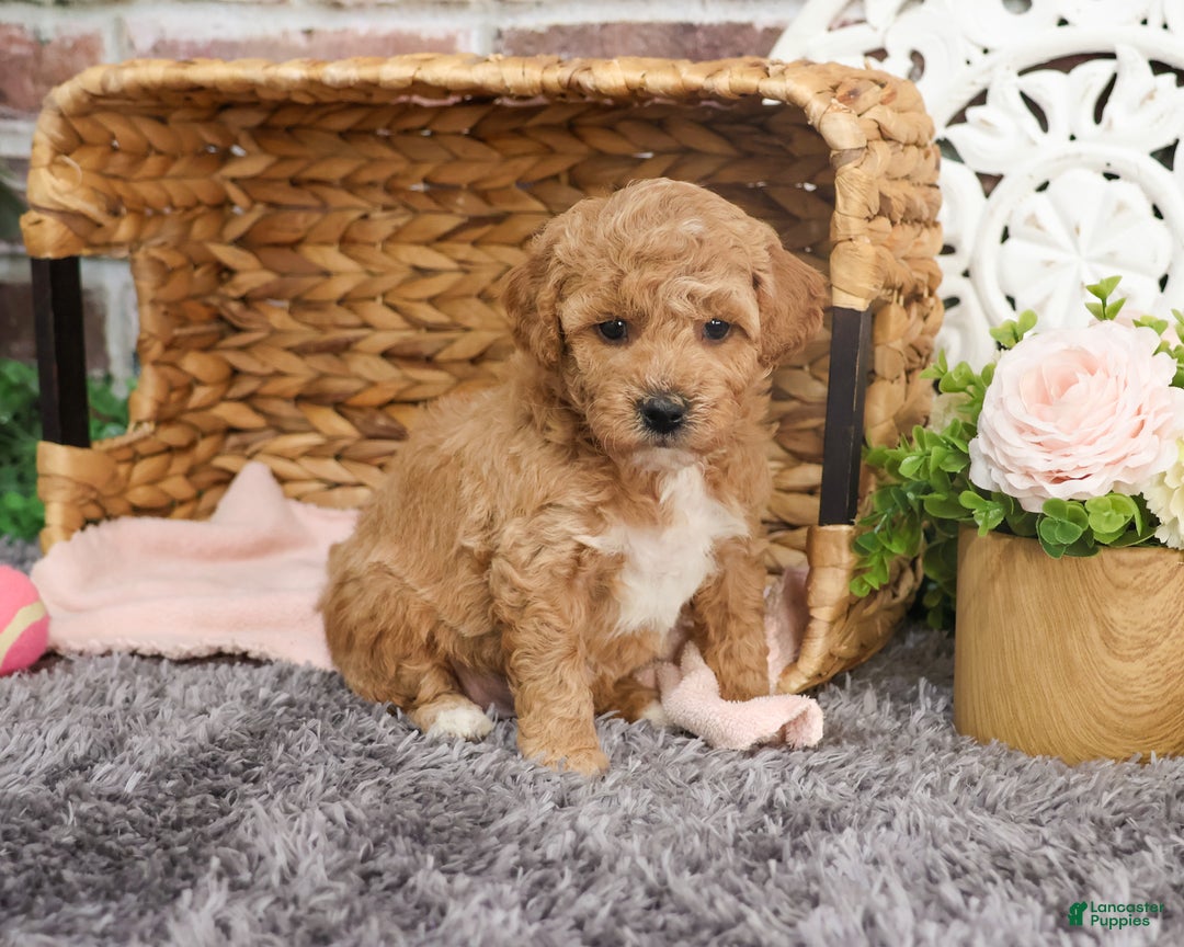 Mini Goldendoodle dogs for sale: Harper - Ad 3