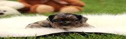 Cocker Spaniel dogs for sale: Aspen - Ad 2