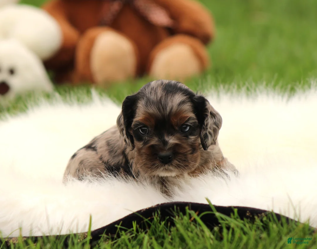 Cocker Spaniel dogs for sale: Aspen - Ad 2