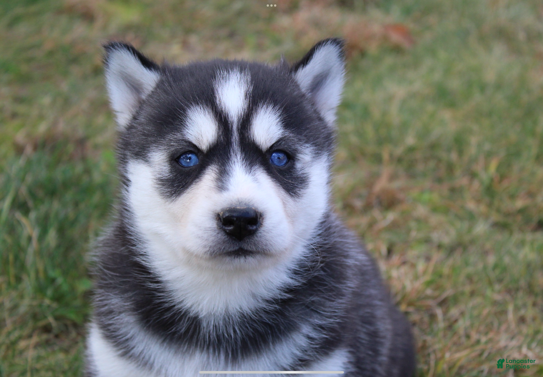 Siberian Husky dogs for sale: Mia - Ad 7