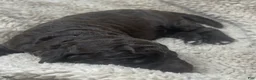 Double Doodle dogs for sale: Maui - Ad 2