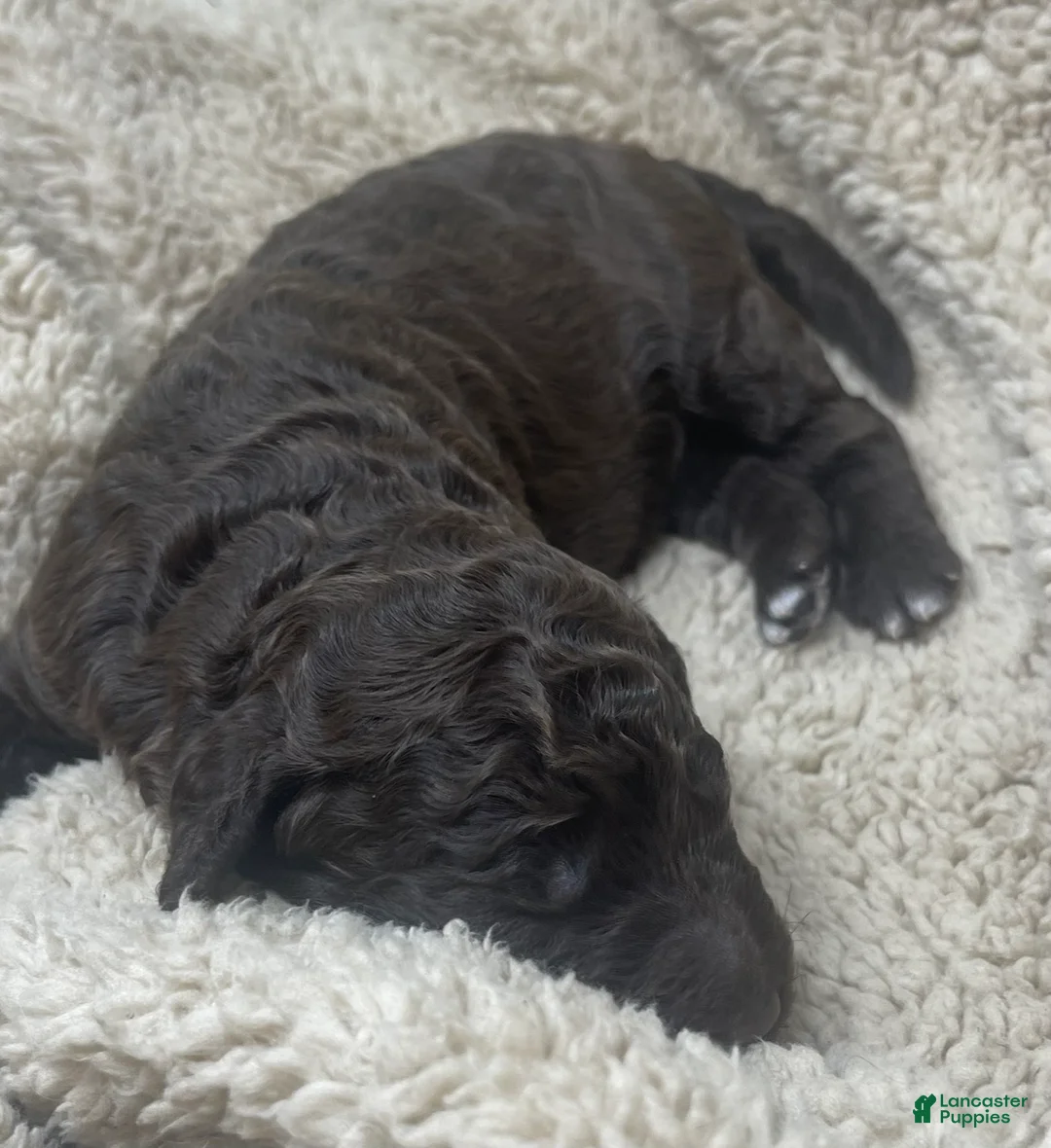 Double Doodle dogs for sale: Maui - Ad 2