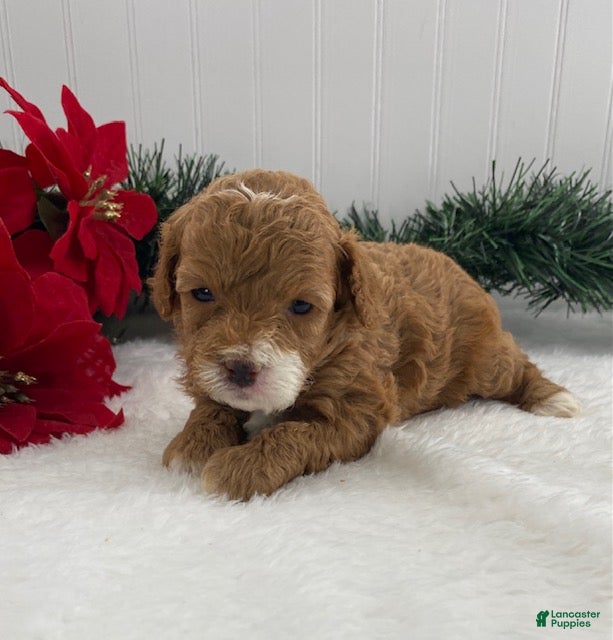 Cavapoo dogs Sugar - Ad 42