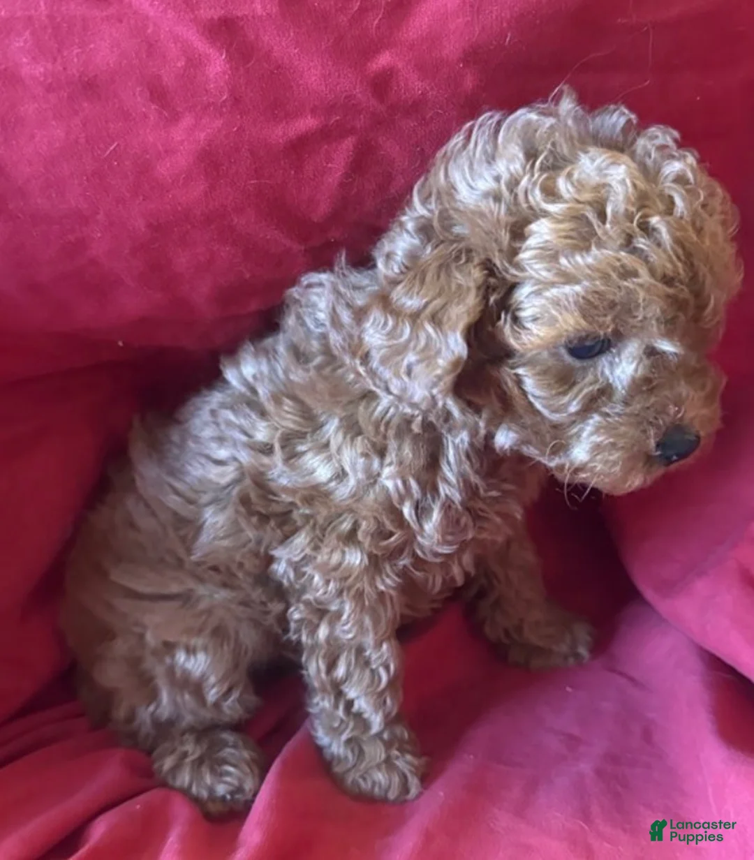 Toy Poodle dogs for sale: Mia - Ad 2