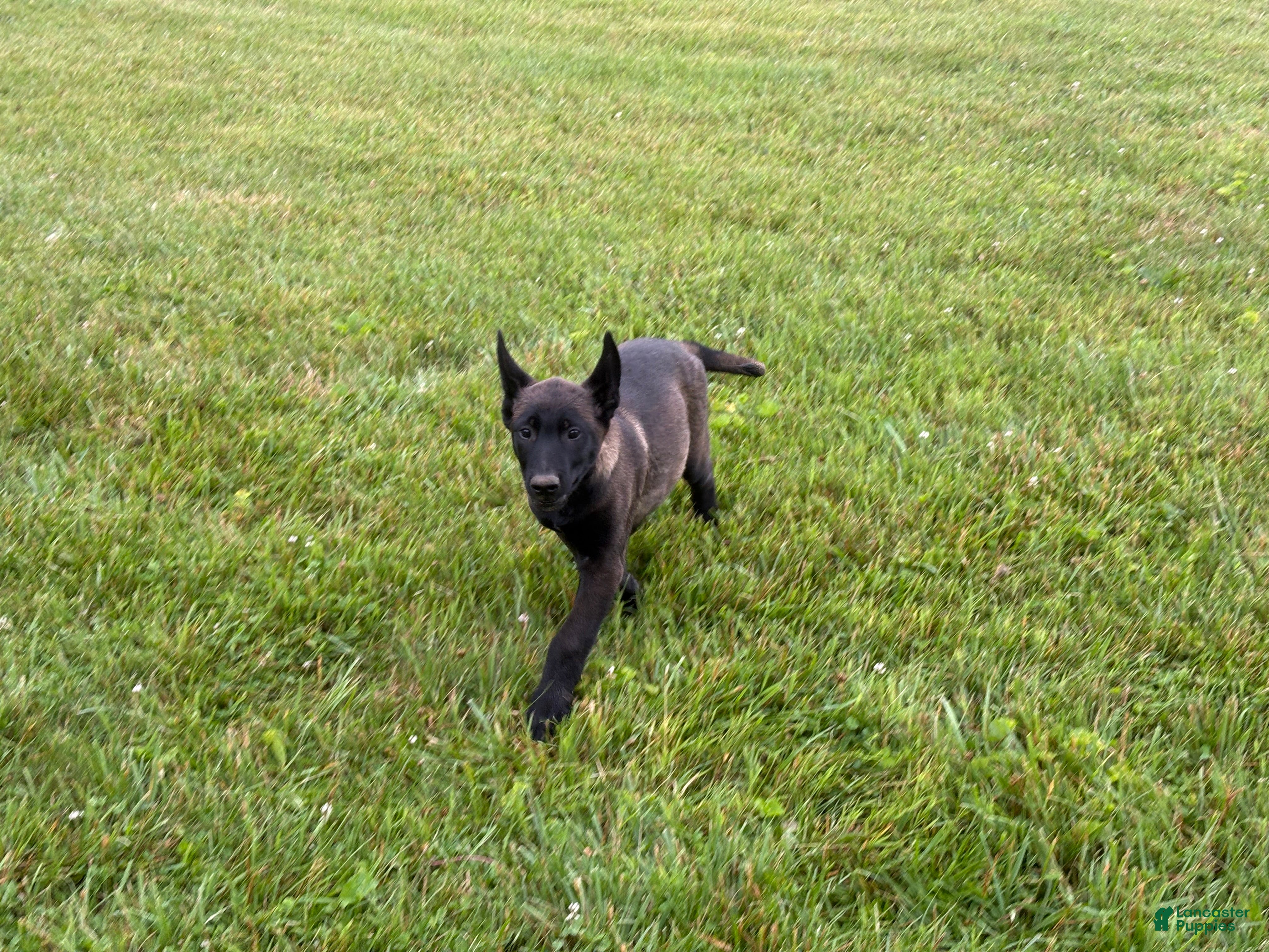 Belgian Malinois dogs Cleveland - Ad 2