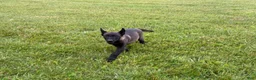 Belgian Malinois dogs for sale: Cleveland - Ad 1