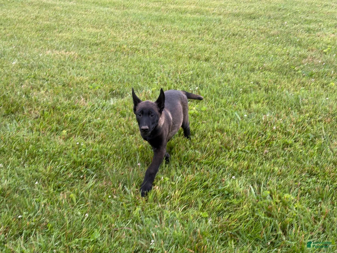 Belgian Malinois dogs for sale: Cleveland - Ad 1