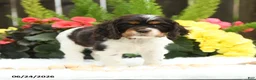 English Cocker Spaniel dogs for sale: Sunkist - Ad 3