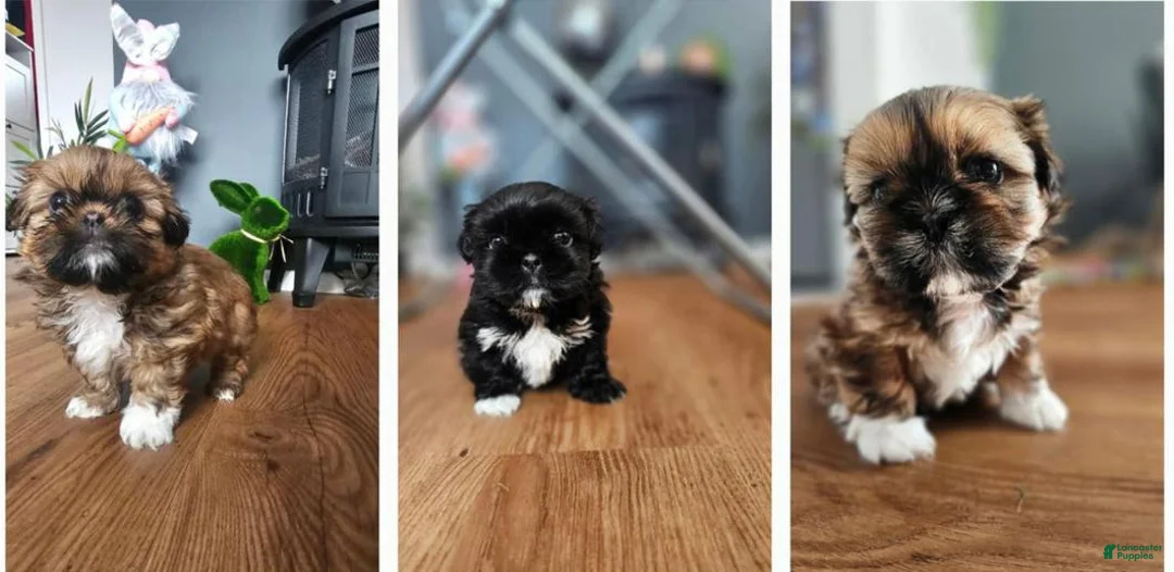 Shih Tzu dogs for sale: Rey - Ad 4