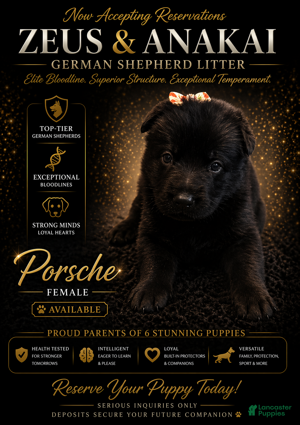 German Shepherd dogs Porsche - Ad 23