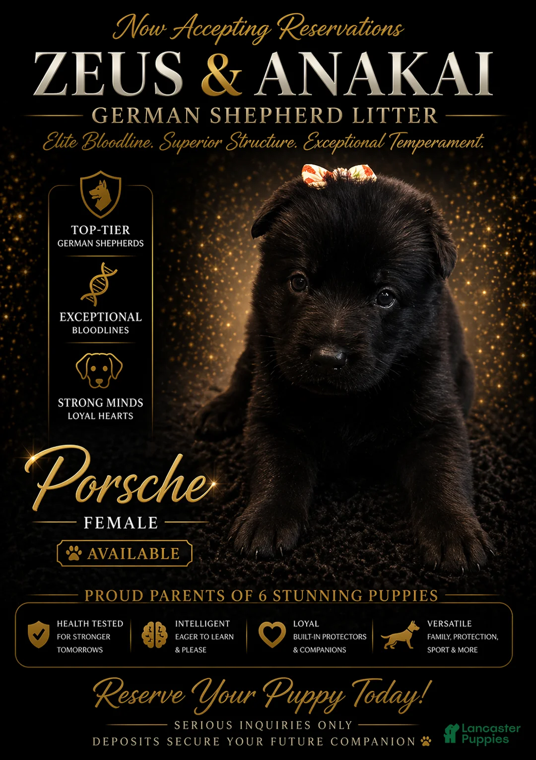 German Shepherd dogs for sale: Porsche - Ad 1