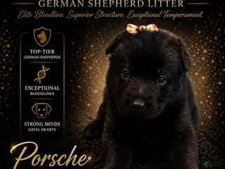 German Shepherd dogs Porsche - Ad 23