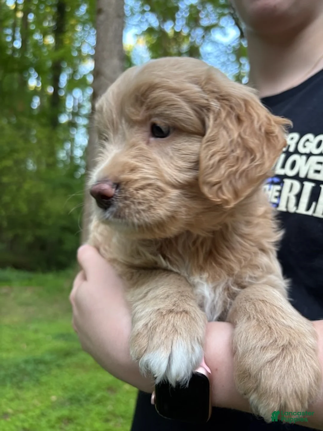 Mixed Breed dogs for sale: Gigi - Ad 2