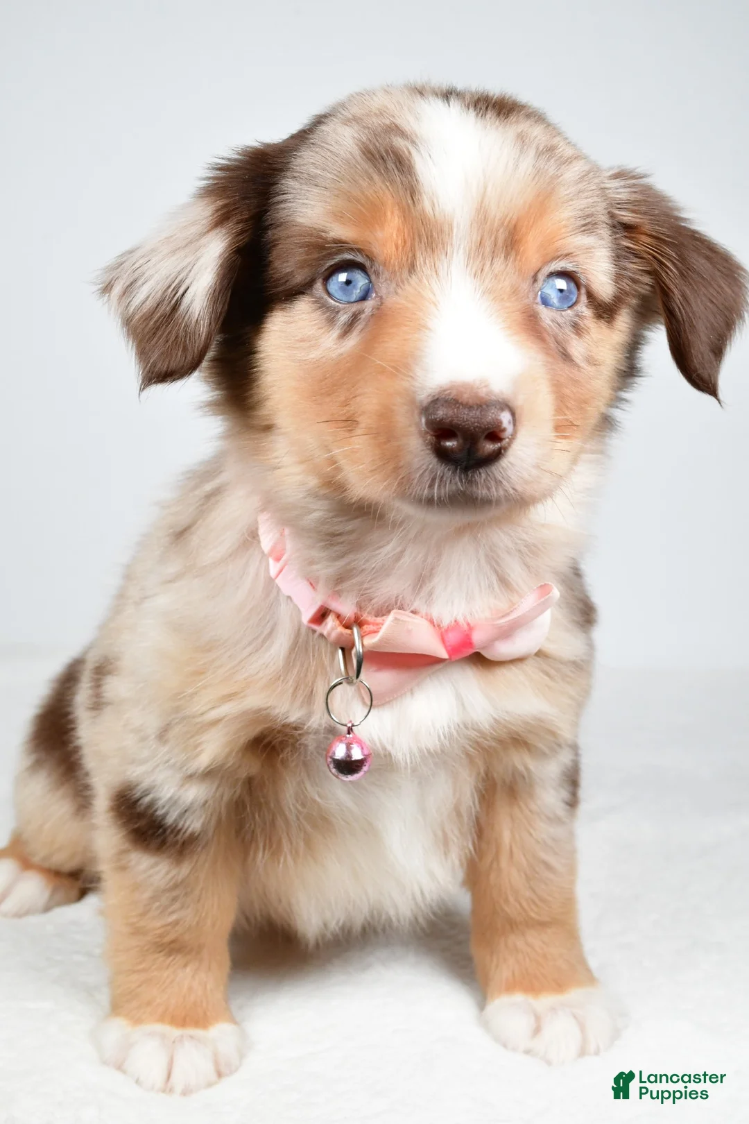 Miniature Australian Shepherd dogs for sale: Floral - Ad 1