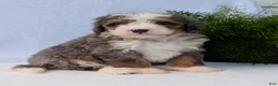 Mini Bernedoodle dogs for sale: Mini Bodie  - Ad 7