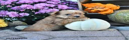 Shorkie dogs for sale: Daisy - Ad 1