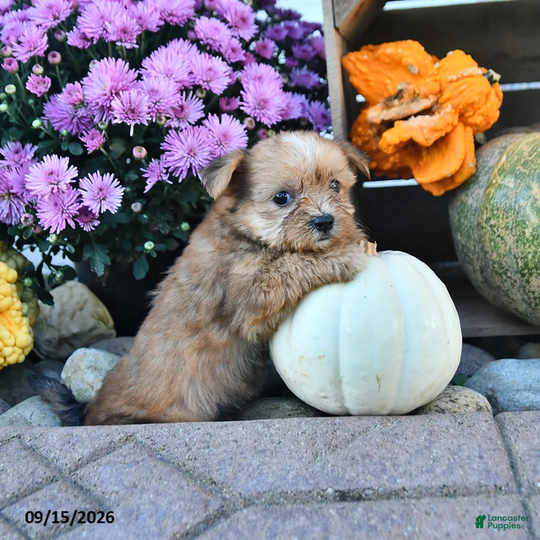 Shorkie dogs for sale: Daisy - Ad 1