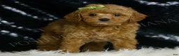 Mini Goldendoodle dogs for sale: Olive F1BB - Ad 4