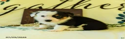Welsh Corgi Pembroke dogs for sale: Brandon - Ad 3
