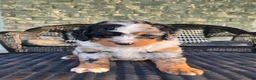 Mini Bernedoodle dogs for sale: Mini Bernedoodle Puppy 1 - Ad 12