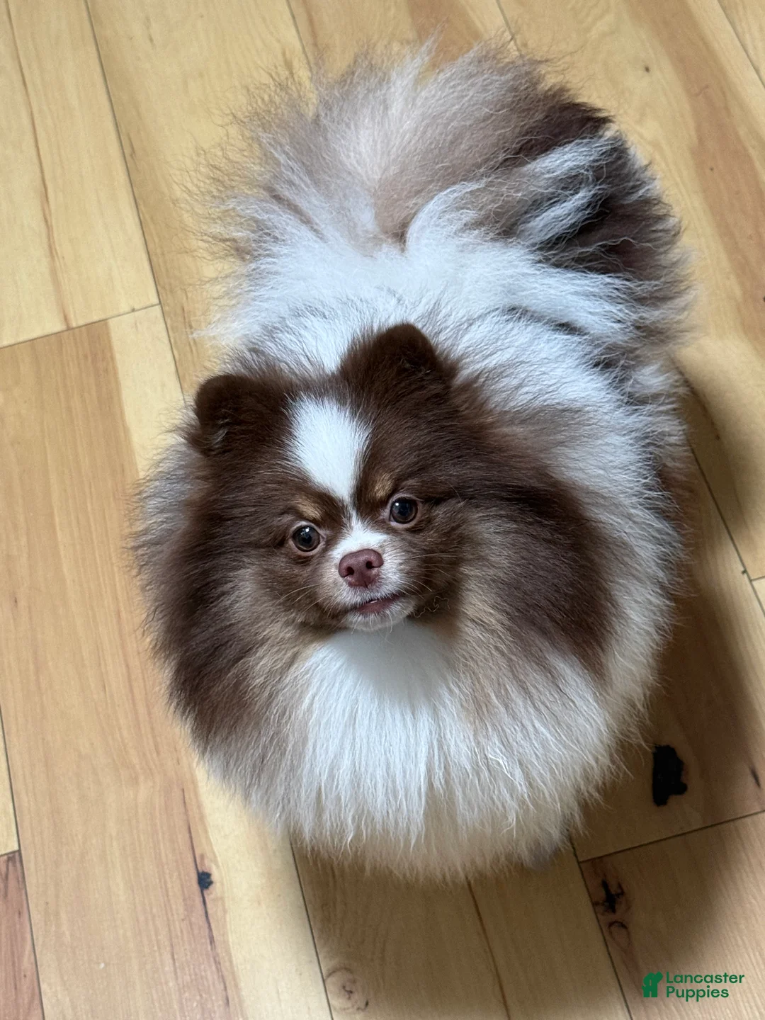 Pomeranian dogs for sale: Pomeranian Puppy 1 - Ad 5