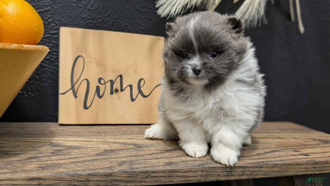 Pomeranian dogs for sale: Yoda - Ad 7