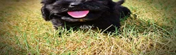 Havapoo dogs for sale: Kipper - Ad 9
