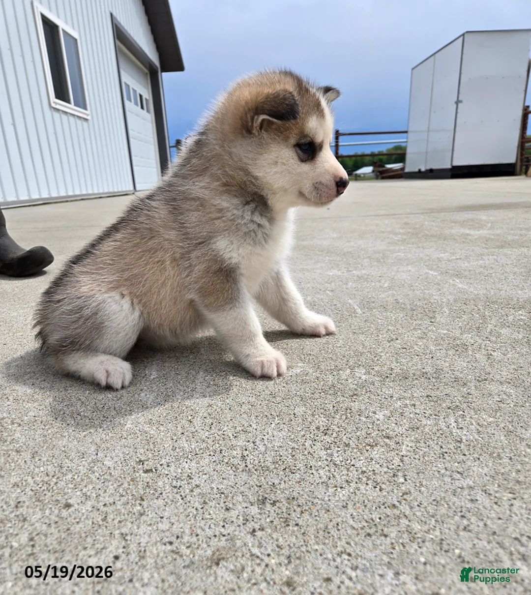 Pomsky dogs for sale: Jewel - Ad 3