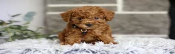 Toy Poodle dogs for sale: Quince - Ad 13