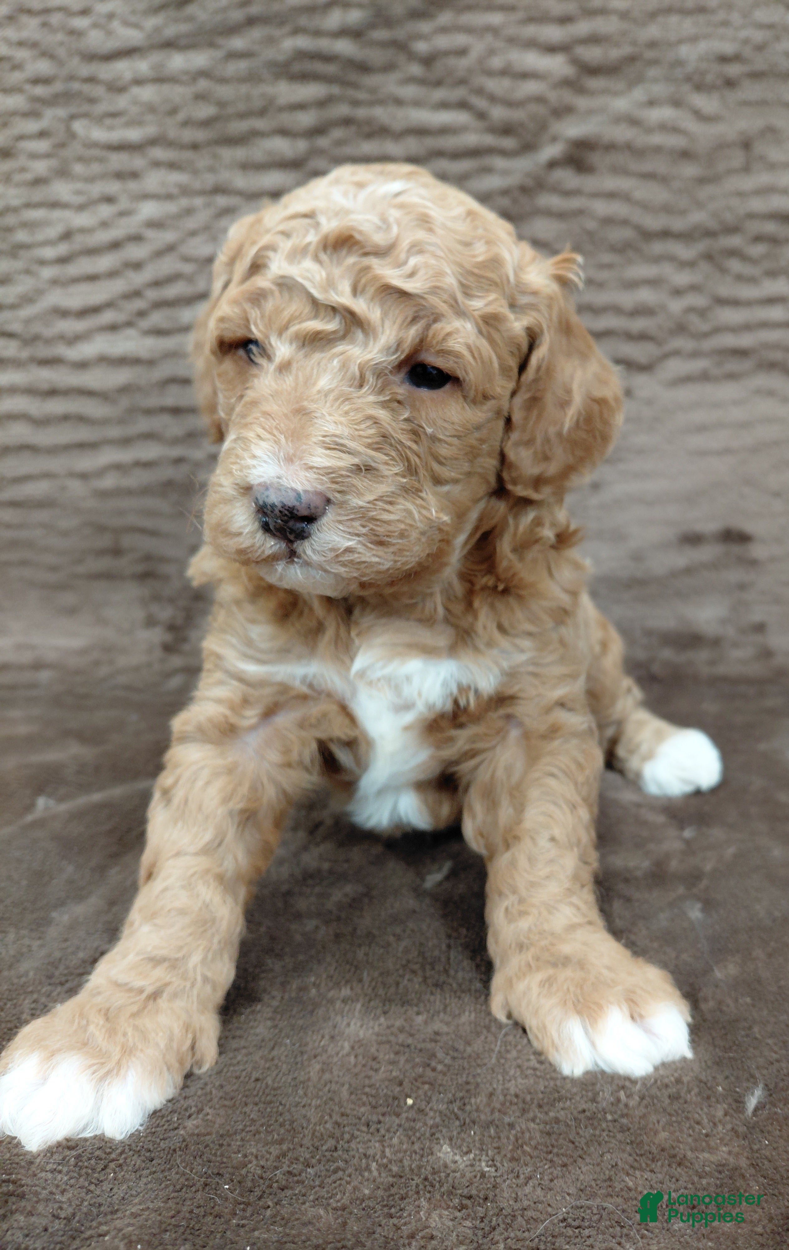 Mini Bernedoodle dogs Aspen - Ad 15