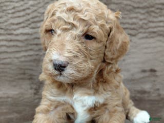 Mini Bernedoodle dogs Aspen - Ad 8
