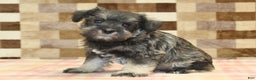 Miniature Schnauzer dogs for sale: Wiggles - Ad 1