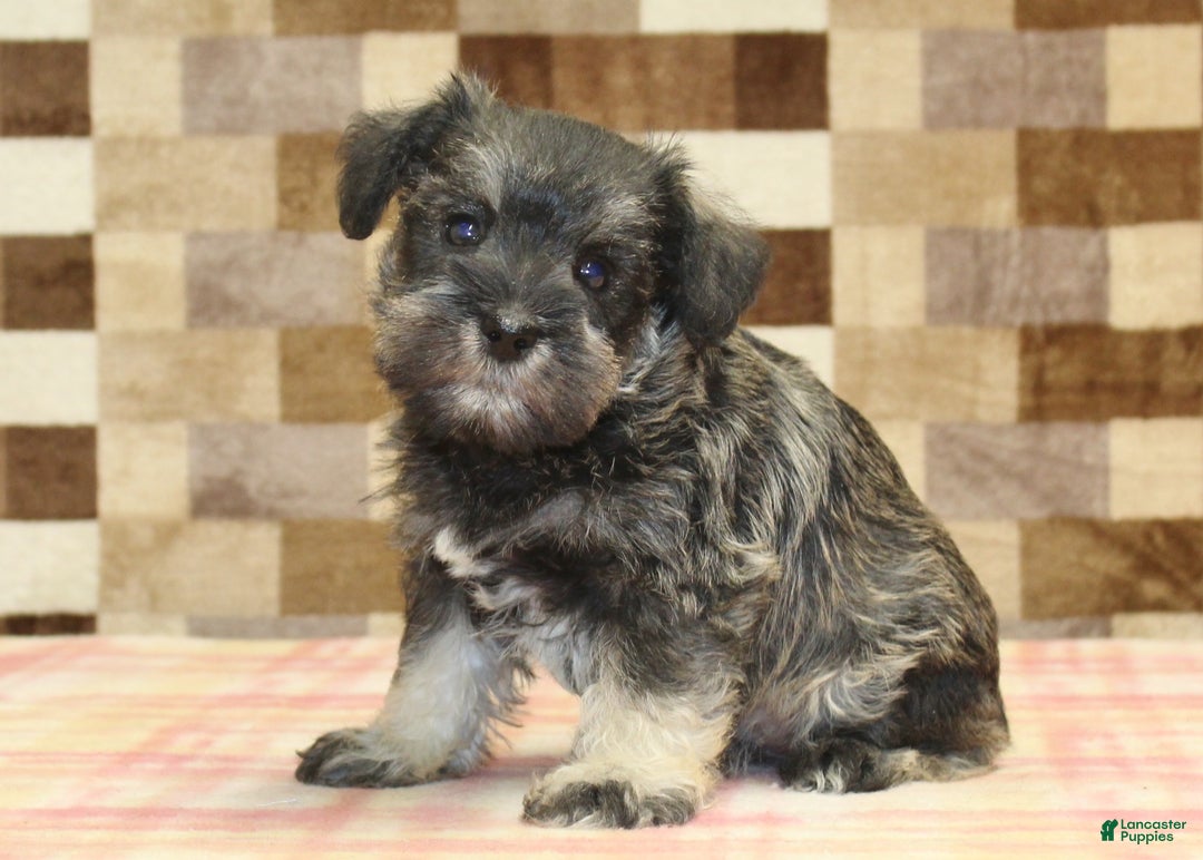 Miniature Schnauzer dogs for sale: Wiggles - Ad 1